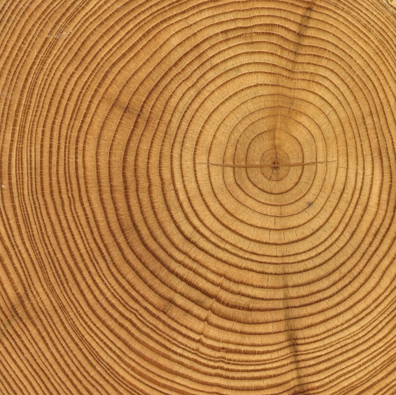 Concentric growth rings in a cross-section of wood